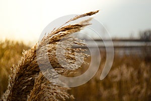 Sunkissed Wheat Grass