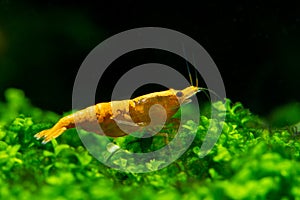 Sunkist orange yellow dwarf shrimp on green grass or aquatic moss