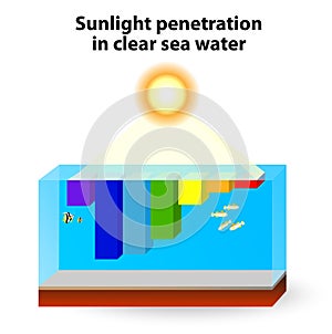 Sunlight absorption occurs in clear water