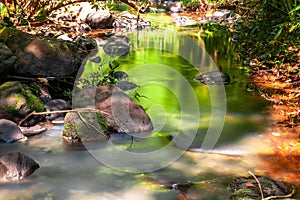 Sunlight affects the green leaves resulting in a beautiful reflection of the water