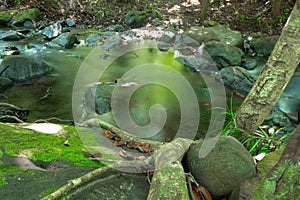 Sunlight affects the green leaves resulting in a beautiful reflection of the water