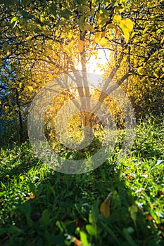 Sunlight in autumn garden