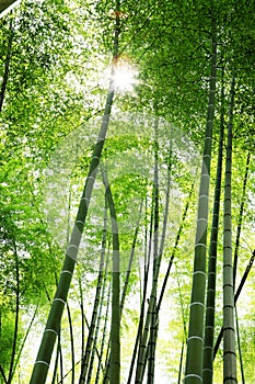 Sunlight through bamboos