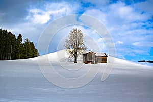 Sunlight on barn and bare tree on hill in snowy winter landscape and fir forest in South Germany.