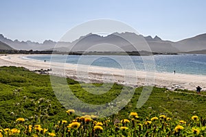 Sunlight bathes Rambergstranda beach at Jusnesvika bay in Lofoten, accentuating the contrast between the verdant meadows photo