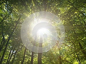 Sunlight beaming through the tall green trees