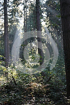 Sunlight Beams In Forest