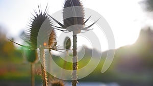 Sunlight through beautiful dry thistle. Flowers in a botanic garden at morning. Close up shot.
