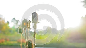 Sunlight through beautiful dry thistle. Flowers in a botanic garden at morning. Close up shot.