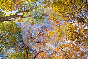 Sunlight In beech Forest, autumn nature