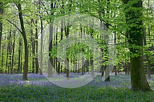 Sunlight through Beech woods