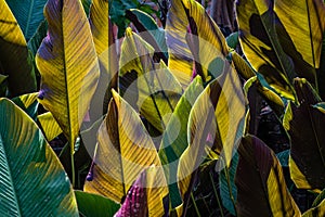 Sunlight behind broad wide tropical leaves makes them glow and casts shadows in interesting patterns