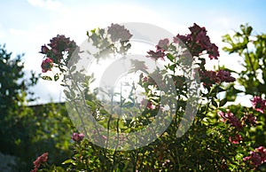 Sunlight behind a pink rose