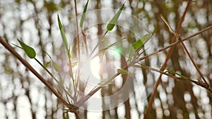 Sunlight bokeh background with green leaves of bamboo stem.