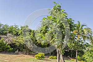 Sunlight On Breadfruit Tree