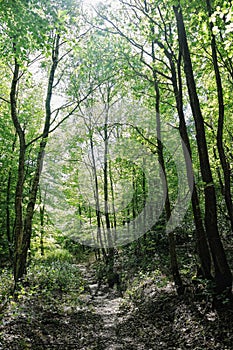 Sunlight breaking onto path through wood