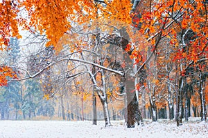 Sunlight breaks through the autumn leaves of the trees in the ea