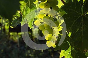 Sunlight in bunch and leaves of grapes