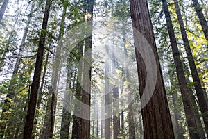 Sunlight in California, Old-Growth Redwood Forest