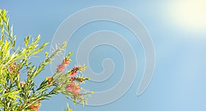 Sunlight on callistemon blossoms condolence background