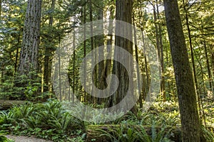 Sunlight in Cathedral Grove