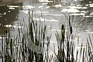 Sunlight on cattails