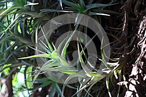 SUNLIGHT ON CLUSTER OF EPIPHYTE LEAVES