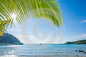 Sunlight between coconut leaf