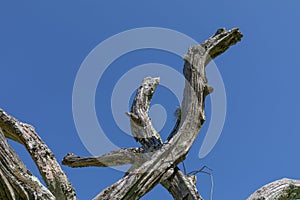 Sunlight on a collection of gnarly branches, checked wood with moss, isolated against a deep blue sky