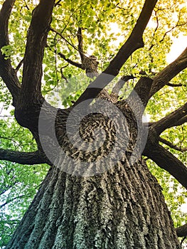 Sunlight coming through green leaves of an oak tree