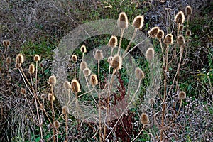 Sunlight on Common Teasel (Dipsacus fullonum)