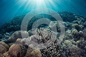 Sunlight and Coral Reef in Komodo National Park