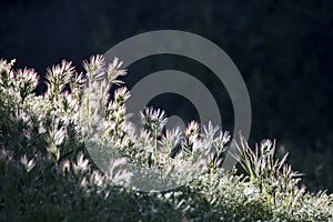 Sunlight at Daybreak Glows in Grasses