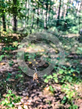Sunlight on a delicate spider web between the trees in a green forest. Raindrops on the spider web. Sunlight filtering