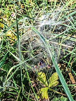 Sunlight on a delicate spider web between the trees in a green forest. Raindrops on the spider web. Sunlight filtering through the