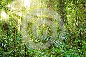 Sunlight in dorrigo world heritage rainforest