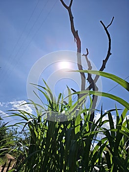 sunlight through a dried tree