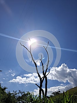 sunlight through a dried tree