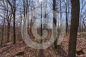 Sunlight through early spring forest photo