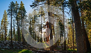 Sunlight in Eastern Sierra Nevada Mountain Forest