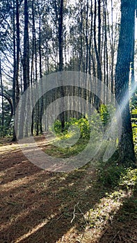 sunlight emitting light into the natural pine forest