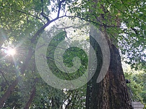 sustainable energy from the sun  forest tree environmental