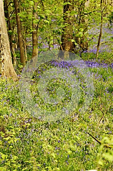 Sunlight  on Enlgish native Bluebells