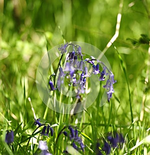 Sunlight  on Enlgish native Bluebells