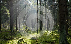 Sunlight entering misty coniferous forest photo