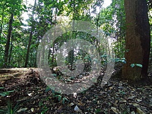 Sunlight entering tropical rainforest