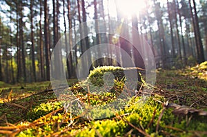 Sunlight falling through a forest of pine trees. Trees and moss on the forest floor
