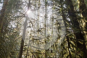Sunlight Falls Into Oregon Rainforest