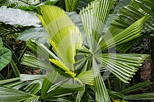 Sunlight on fan palm leaves (licuala ramsayi) in garden