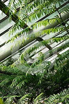 Sunlight through fern leaves in tropical greenhouse, soft focus. Glass roof on background.